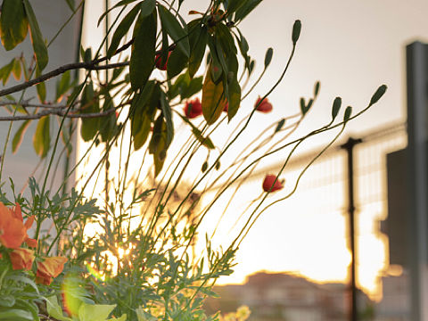 邻居的花（个人主页-ZNDQ2NTUyODA=） - 风光摄影 - 站酷设计师Stevon_SeyMour原创素材 - 站酷ZCOOL