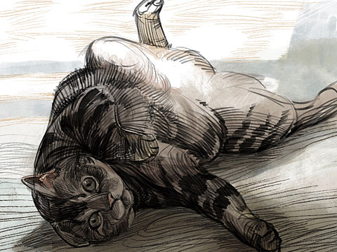 《思涵》的猫
