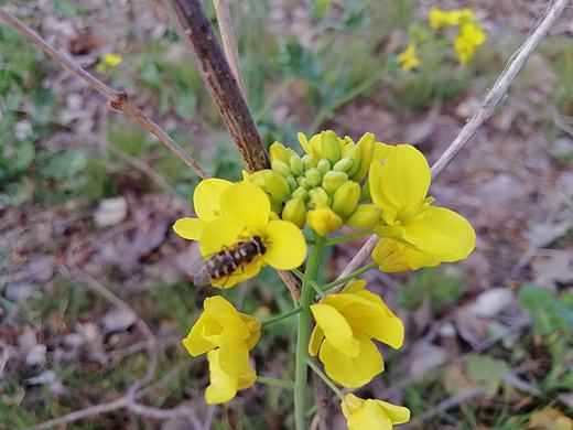 油菜花（个人主页-ZNDM3MTg5ODg=） - 风光摄影 - 站酷设计师奘修图师原创素材 - 站酷ZCOOL