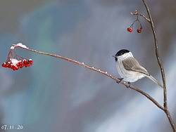 小bird