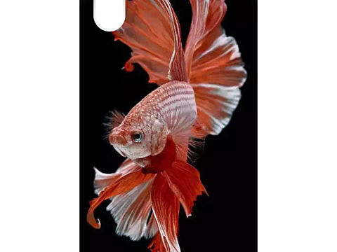 🍎Iphone📱Xs·海底🐬世界