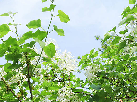 春（個(gè)人主頁(yè)-ZMTY0Njk3NDA=） - 產(chǎn)品攝影 - 站酷設(shè)計(jì)師樂(lè)七LQ原創(chuàng)素材 - 站酷ZCOOL