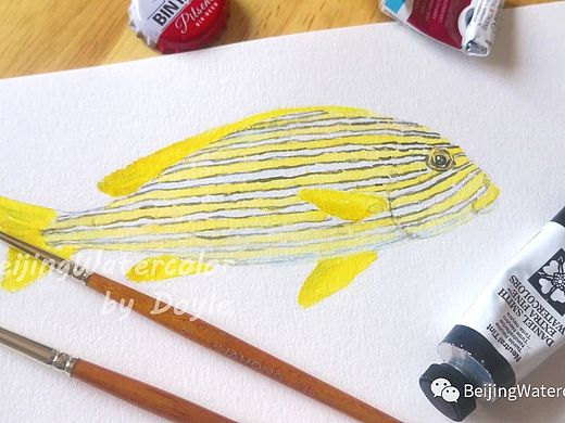 【鱼类识别】 Ribbon Sweetlips