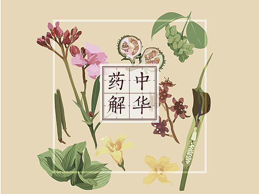 毕业设计－《中华药解》科普类信息设计