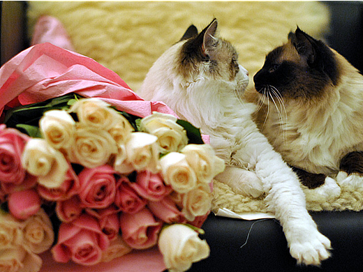 满眼温柔（个人主页-ZNjIyMTcwMTI=） - 宠物摄影 - 站酷设计师ATHENADOLLS原创素材 - 站酷ZCOOL