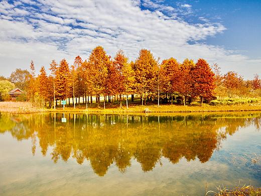 南京中山陵水杉摄影  后期camera raw略修