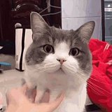 赵赵哒哒哒的头像