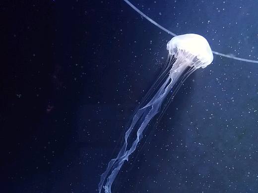 水母篇