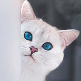 伞下Sunshine的头像