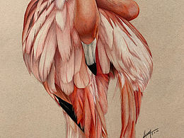 彩鉛手繪——《Flamingo》