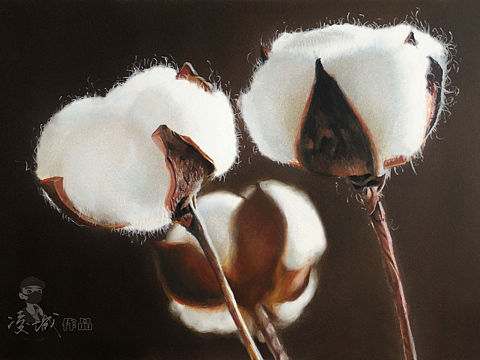 彩铅《棉花》