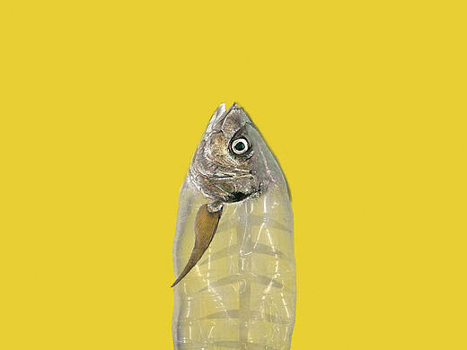 海洋文化（白色污染）