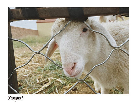 攝影愛好者提供（個(gè)人主頁(yè)-ZNDUwNjQwOTY=） - 人文/紀(jì)實(shí)攝影 - 站酷設(shè)計(jì)師青木設(shè)計(jì)yyds原創(chuàng)素材 - 站酷ZCOOL