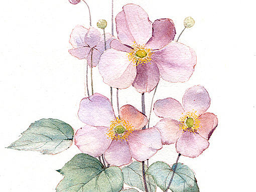 野棉花