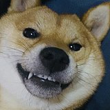 胖犟犟的头像