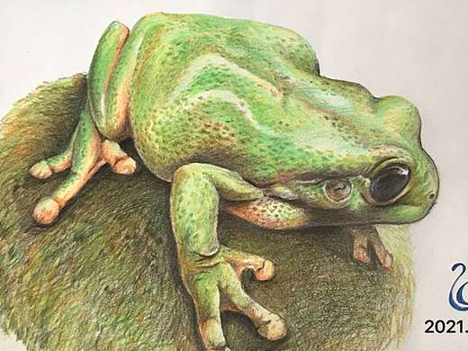 彩铅-树蛙