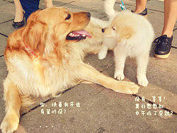 小寶君和憨憨叔（二）