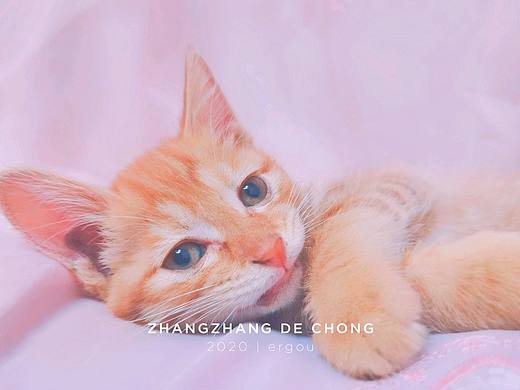 （家猫）手机摄影