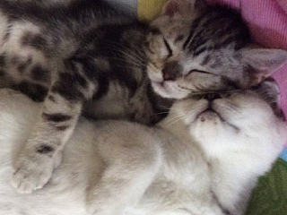 家有賤貓小虎與狐狸（个人主页-ZNzM3Mzg0MA==） - 宠物摄影 - 站酷设计师翰儒的电饭煲猫原创素材 - 站酷ZCOOL