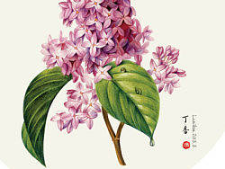 彩铅-丁香，绣球花