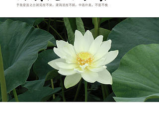 青春倡廉