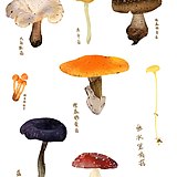 添君的头像