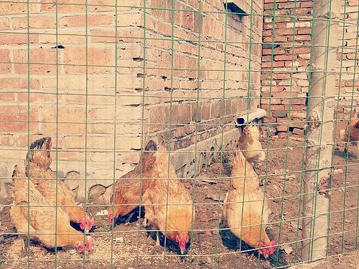 小鸭子（个人主页-ZMTk5MTAyODA=） - 宠物摄影 - 站酷设计师无敌小侠原创素材 - 站酷ZCOOL