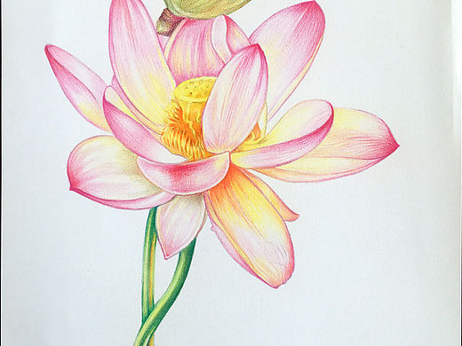 荷花（个人主页-ZMzk1MTExMzI=） - 绘画 - 站酷设计师湖说原创素材 - 站酷ZCOOL