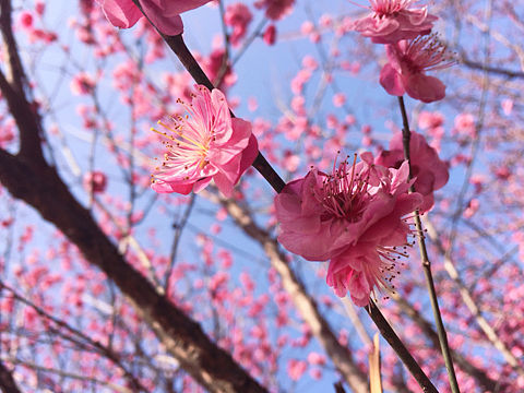 梅（个人主页-ZMjYyMDMyODg=） - 其他 - 站酷设计师journey19940原创素材 - 站酷ZCOOL