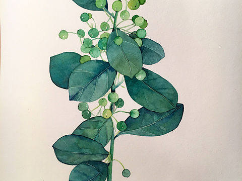 水彩植物