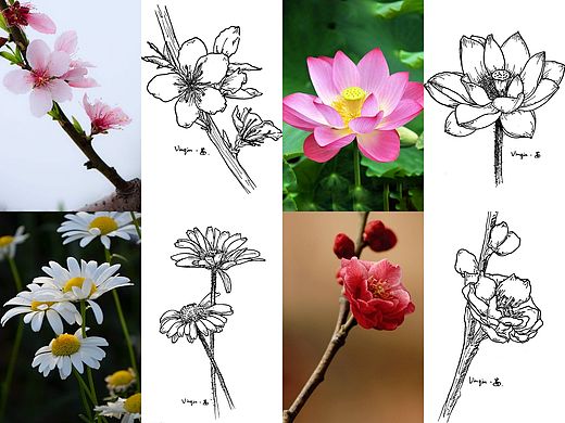 针管笔画-线描花卉