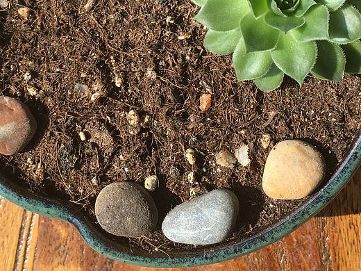 人家的多肉都那么多肉。。。。（个人主页-ZMTUzNjY3MDA=） - 产品摄影 - 站酷设计师ustbyng原创素材 - 站酷ZCOOL