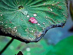 秋·雨·荷