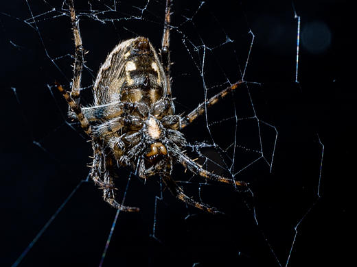 微距摄影 蜘蛛