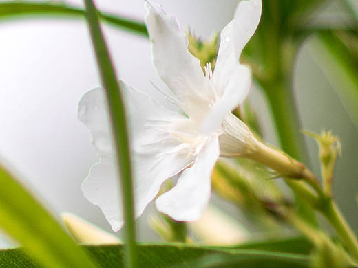 小花草