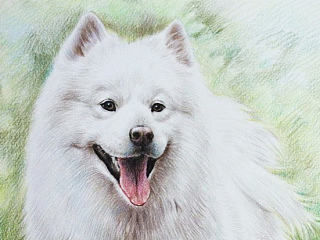 昂首挺胸的萌狗狗！（個人主頁-ZNTE0NTg0OA==） - 商業(yè)插畫 - 站酷設(shè)計師Zealxin原創(chuàng)素材 - 站酷ZCOOL