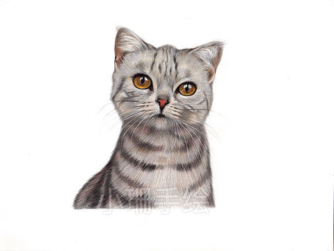 彩铅作品－小灰猫