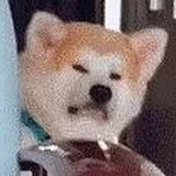 MAOMOO的头像