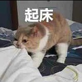 是免不是兔啊的头像