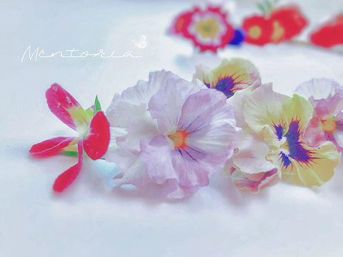 三色堇与报春花（个人主页-ZNTcwMzQ2MTY=） - 其他摄影 - 站酷设计师Mintoria原创素材 - 站酷ZCOOL