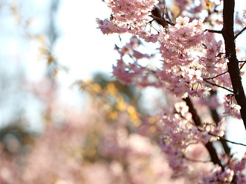 樱戏（个人主页-ZNTE1MjE1MDg=） - 风光摄影 - 站酷设计师大梵梵原创素材 - 站酷ZCOOL