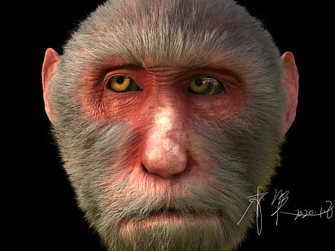 monkey（個人主頁-ZNDE3NzE5MDg=） - 人物/生物 - 站酷設計師lxzm原創(chuàng)素材 - 站酷ZCOOL