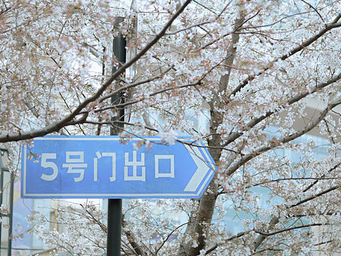 春（个人主页-ZNTg4NDQ2Mjg=） - 人文/纪实摄影 - 站酷设计师岛的失眠所原创素材 - 站酷ZCOOL