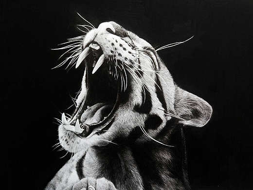 写实素描《云豹》