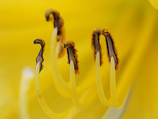 雨后的一组微距片