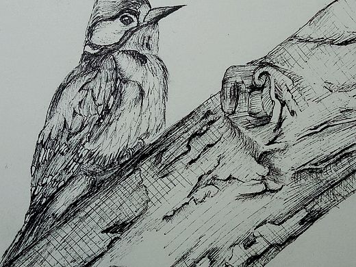 《樹枝上的小鳥??》（個(gè)人主頁-ZMzc4NTk5NjA=） - 其他 - 站酷設(shè)計(jì)師梯田titian原創(chuàng)素材 - 站酷ZCOOL