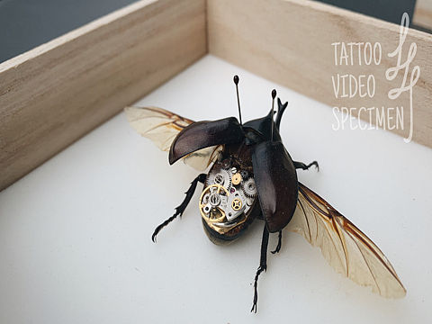 蒸汽朋克昆虫标本-机械公民001