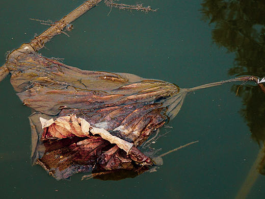 冬日寒（个人主页-ZMzE5MTAyODQ=） - 风光摄影 - 站酷设计师拾荒l原创素材 - 站酷ZCOOL