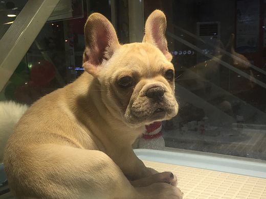 手機(jī)攝影【25P】（個(gè)人主頁(yè)-ZMTUzMTc3NTY=） - 寵物攝影 - 站酷設(shè)計(jì)師毛毛貓貓貓?jiān)瓌?chuàng)素材 - 站酷ZCOOL