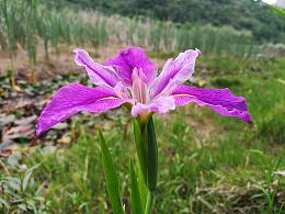 水生鸢尾花